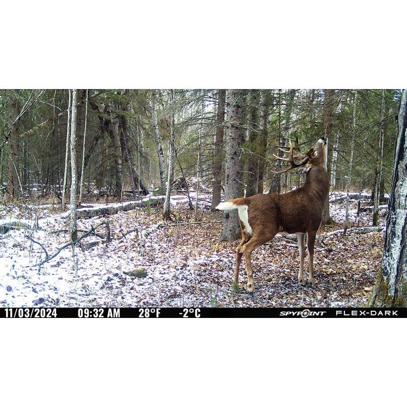 GG TELECOM /SPYPOINT Spypoint FLEX-DARK Cellular Trail Camera