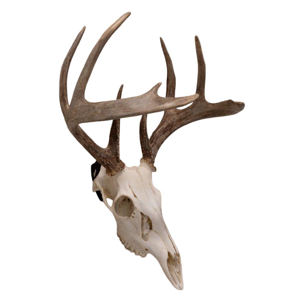 Allen EZ Mount European Deer Skull Wall Display 3/ct