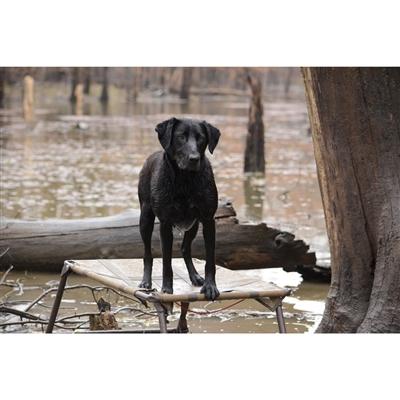 Higdon Outdoors MOmarsh Dog Final Stand
